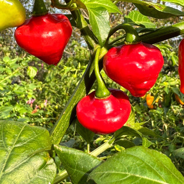 Biquinho x UFO - Seeds - The Pepper Pantry (Formerly Marie Sharp's)
